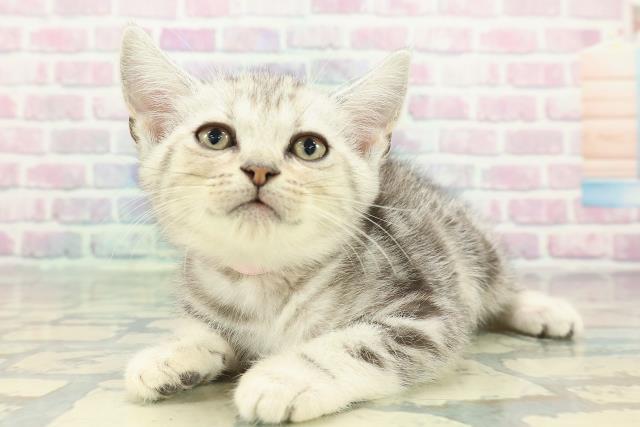 東京都のアメリカンショートヘアー (Coo&RIKUフレスポ住吉店/2026年1月2日生まれ/女の子/シルバークラシックタビー)の子猫の2枚目の画像