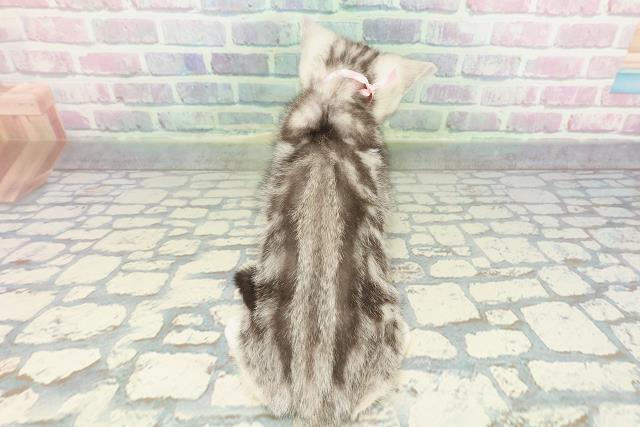 東京都のアメリカンショートヘアー (Coo&RIKUフレスポ住吉店/2026年1月2日生まれ/女の子/シルバークラシックタビー)の子猫の4枚目の画像