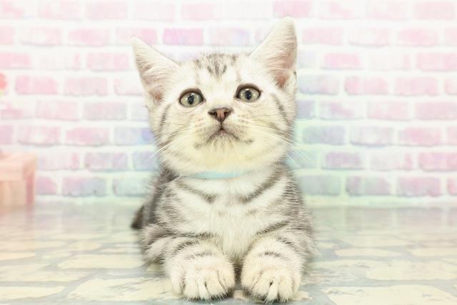 東京都のアメリカンショートヘアー (Coo&RIKU高円寺店/2026年1月2日生まれ/男の子/シルバークラシックタビー)の子猫の1枚目の画像