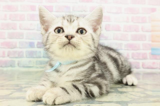 東京都のアメリカンショートヘアー (Coo&RIKU高円寺店/2026年1月2日生まれ/男の子/シルバークラシックタビー)の子猫の2枚目の画像