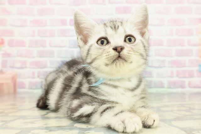 東京都のアメリカンショートヘアー (Coo&RIKU高円寺店/2026年1月2日生まれ/男の子/シルバークラシックタビー)の子猫の3枚目の画像