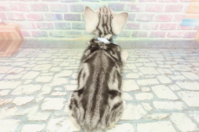 東京都のアメリカンショートヘアー (Coo&RIKU高円寺店/2026年1月2日生まれ/男の子/シルバークラシックタビー)の子猫の4枚目の画像