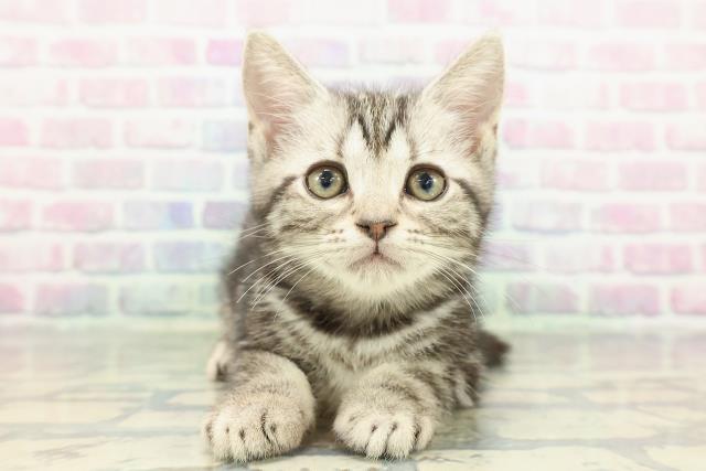 北海道のアメリカンショートヘアー (Coo&RIKU札幌西店/2026年1月2日生まれ/女の子/シルバークラシックタビー)の子猫