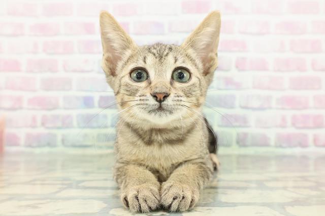 北海道のエジプシャンマウ (Coo&RIKU札幌東店/2025年12月19日生まれ/女の子/ブロンズ)の子猫