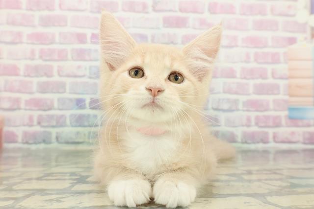 沖縄県のメインクーン (Coo&RIKUイオン北谷店/2025年12月26日生まれ/女の子/クリームタビーホワイト)の子猫の1枚目の画像