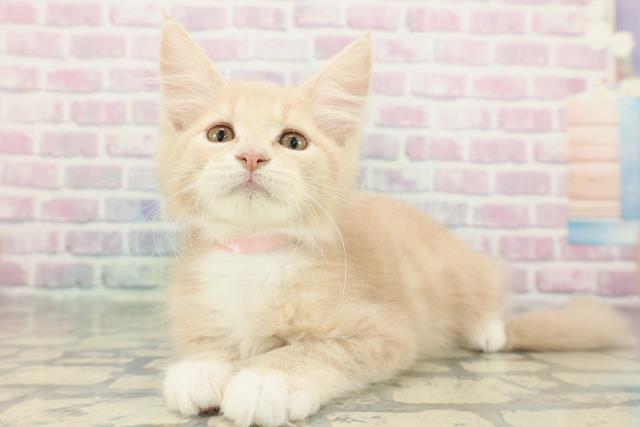 沖縄県のメインクーン (Coo&RIKUイオン北谷店/2025年12月26日生まれ/女の子/クリームタビーホワイト)の子猫の2枚目の画像