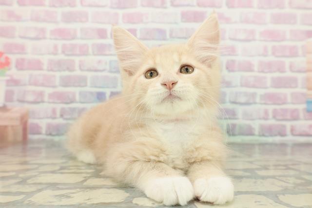 沖縄県のメインクーン (Coo&RIKUイオン北谷店/2025年12月26日生まれ/女の子/クリームタビーホワイト)の子猫の3枚目の画像