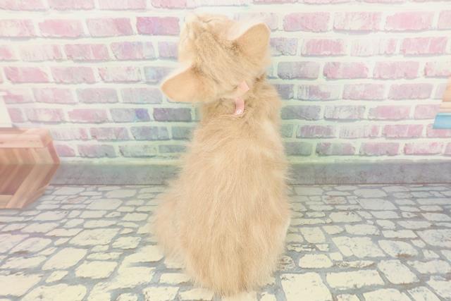 沖縄県のメインクーン (Coo&RIKUイオン北谷店/2025年12月26日生まれ/女の子/クリームタビーホワイト)の子猫の4枚目の画像