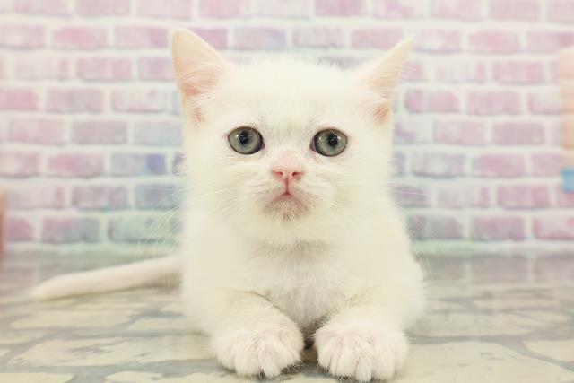 埼玉県のミヌエット (Coo&RIKUアニマルケアセンター大宮/2026年1月9日生まれ/男の子/ホワイト)の子猫の1枚目の画像