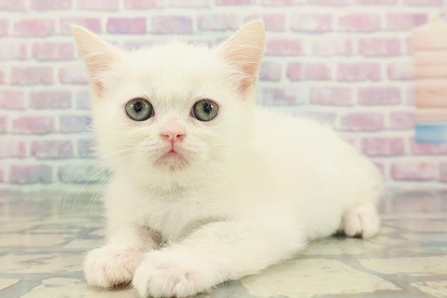 埼玉県のミヌエット (Coo&RIKUアニマルケアセンター大宮/2026年1月9日生まれ/男の子/ホワイト)の子猫の2枚目の画像