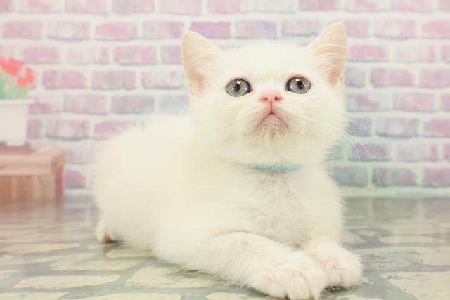 埼玉県のミヌエット (Coo&RIKUアニマルケアセンター大宮/2026年1月9日生まれ/男の子/ホワイト)の子猫の3枚目の画像