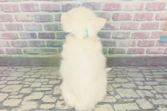 埼玉県のミヌエット (Coo&RIKUアニマルケアセンター大宮/2026年1月9日生まれ/男の子/ホワイト)の子猫の4枚目の画像