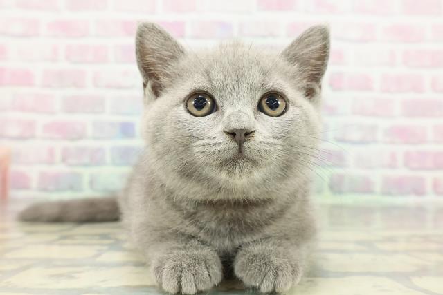 青森県のブリティッシュショートヘアー (Coo&RIKU青森店/2026年1月1日生まれ/女の子/ブルー)の子猫の1枚目の画像
