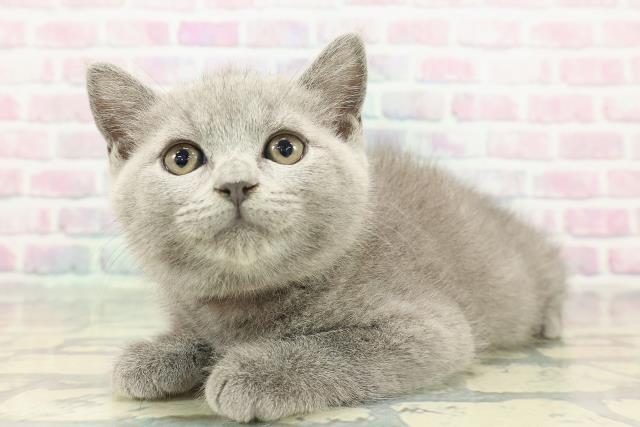青森県のブリティッシュショートヘアー (Coo&RIKU青森店/2026年1月1日生まれ/女の子/ブルー)の子猫の2枚目の画像