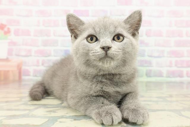 青森県のブリティッシュショートヘアー (Coo&RIKU青森店/2026年1月1日生まれ/女の子/ブルー)の子猫の3枚目の画像