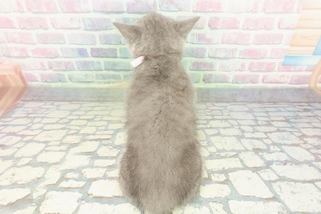 青森県のブリティッシュショートヘアー (Coo&RIKU青森店/2026年1月1日生まれ/女の子/ブルー)の子猫の4枚目の画像