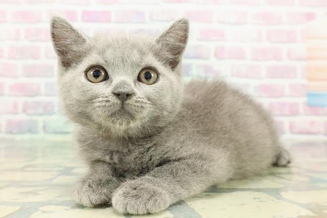 秋田県のブリティッシュショートヘアー (Coo&RIKU秋田店/2026年1月1日生まれ/女の子/ブルー)の子猫の2枚目の画像