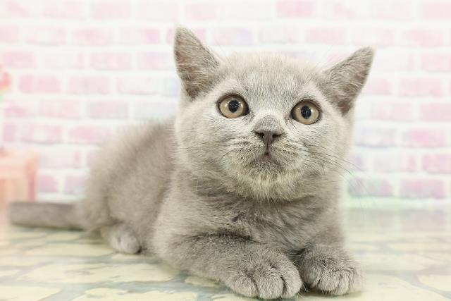 秋田県のブリティッシュショートヘアー (Coo&RIKU秋田店/2026年1月1日生まれ/女の子/ブルー)の子猫の3枚目の画像