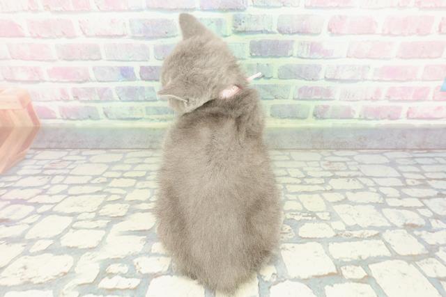 秋田県のブリティッシュショートヘアー (Coo&RIKU秋田店/2026年1月1日生まれ/女の子/ブルー)の子猫の4枚目の画像