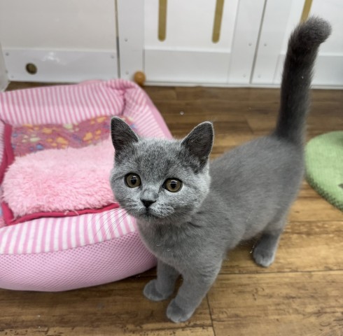 長野県のブリティッシュショートヘアー (Coo&RIKU綿半上田店/2026年1月1日生まれ/女の子/ブルー)の子猫の4枚目の画像