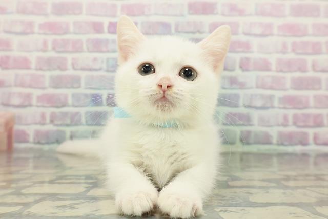 北海道のマンチカン (Coo&RIKU札幌西店/2025年12月16日生まれ/男の子/ホワイト)の子猫の1枚目の画像