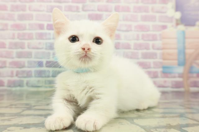 北海道のマンチカン (Coo&RIKU札幌西店/2025年12月16日生まれ/男の子/ホワイト)の子猫の2枚目の画像