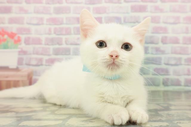 北海道のマンチカン (Coo&RIKU札幌西店/2025年12月16日生まれ/男の子/ホワイト)の子猫の3枚目の画像