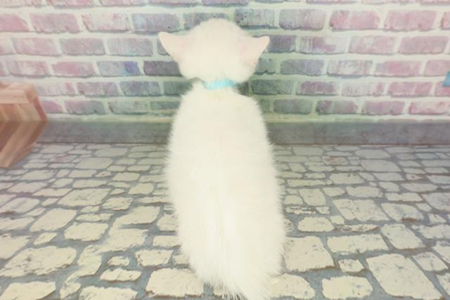 北海道のマンチカン (Coo&RIKU札幌西店/2025年12月16日生まれ/男の子/ホワイト)の子猫の4枚目の画像