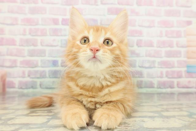 神奈川県のメインクーン (Coo&RIKU相模原店/2026年1月3日生まれ/男の子/レッドマッカレルタビー)の子猫の1枚目の画像