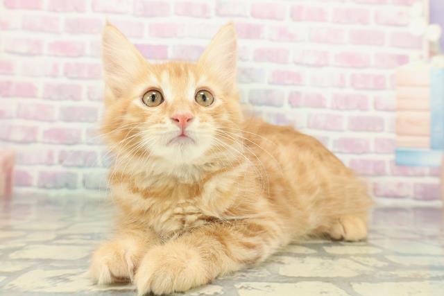 神奈川県のメインクーン (Coo&RIKU相模原店/2026年1月3日生まれ/男の子/レッドマッカレルタビー)の子猫の2枚目の画像