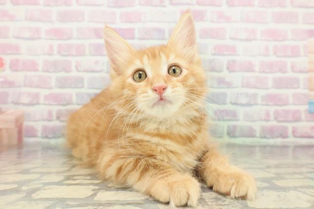 神奈川県のメインクーン (Coo&RIKU相模原店/2026年1月3日生まれ/男の子/レッドマッカレルタビー)の子猫の3枚目の画像