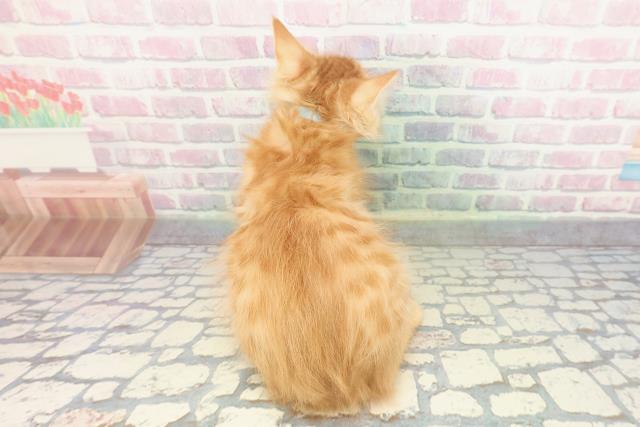 神奈川県のメインクーン (Coo&RIKU相模原店/2026年1月3日生まれ/男の子/レッドマッカレルタビー)の子猫の4枚目の画像