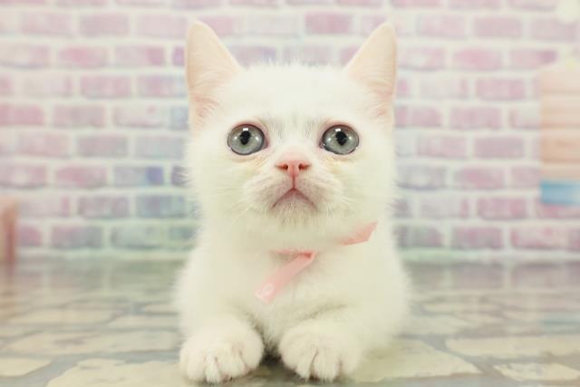 北海道のミヌエット (Coo&RIKU札幌東店/2025年12月27日生まれ/女の子/ホワイト)の子猫