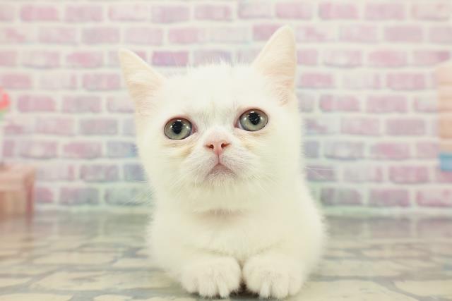 北海道のミヌエット (Coo&RIKU旭川店/2025年12月27日生まれ/女の子/ホワイト)の子猫の1枚目の画像