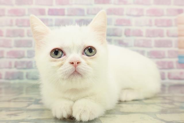 北海道のミヌエット (Coo&RIKU旭川店/2025年12月27日生まれ/女の子/ホワイト)の子猫の2枚目の画像