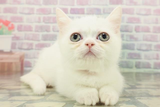 北海道のミヌエット (Coo&RIKU旭川店/2025年12月27日生まれ/女の子/ホワイト)の子猫の3枚目の画像