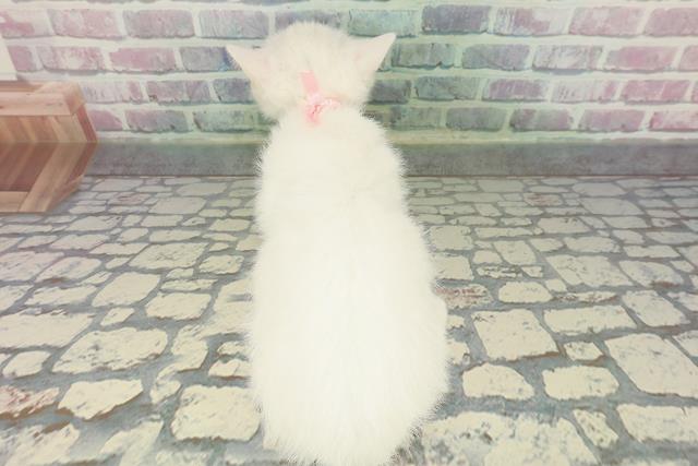 北海道のミヌエット (Coo&RIKU旭川店/2025年12月27日生まれ/女の子/ホワイト)の子猫の4枚目の画像