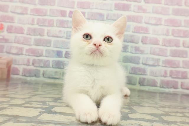 北海道のミヌエット (Coo&RIKU帯広店/2025年12月27日生まれ/男の子/ホワイト)の子猫