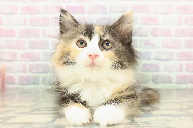 東京都のサイベリアン (Coo&RIKU武蔵小山店/2026年1月8日生まれ/女の子/ブラウンパッチドタビーホワイト)の子猫の1枚目の画像