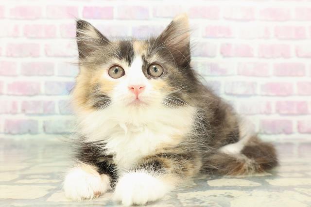 東京都のサイベリアン (Coo&RIKU武蔵小山店/2026年1月8日生まれ/女の子/ブラウンパッチドタビーホワイト)の子猫の2枚目の画像