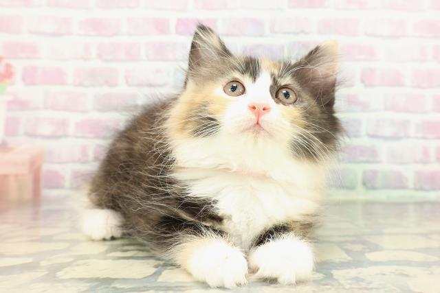 東京都のサイベリアン (Coo&RIKU武蔵小山店/2026年1月8日生まれ/女の子/ブラウンパッチドタビーホワイト)の子猫の3枚目の画像