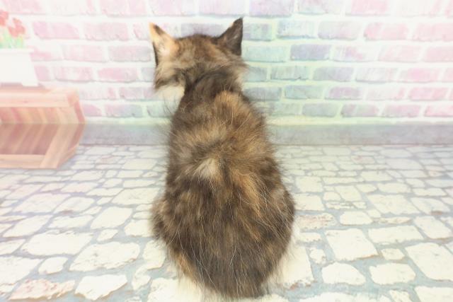 東京都のサイベリアン (Coo&RIKU武蔵小山店/2026年1月8日生まれ/女の子/ブラウンパッチドタビーホワイト)の子猫の4枚目の画像