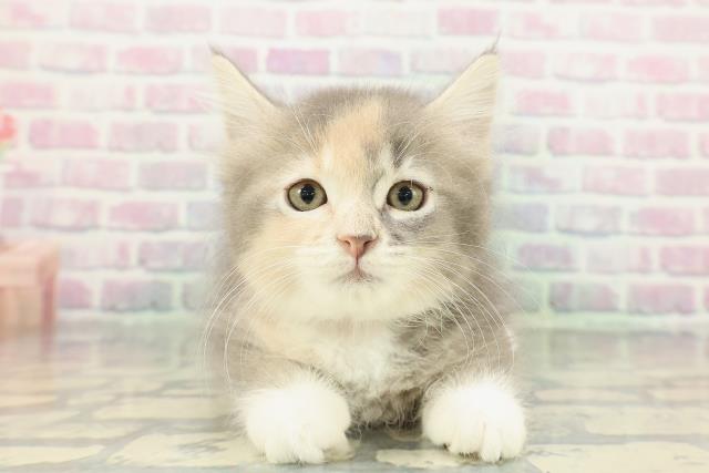 東京都のサイベリアン (Coo&RIKU大久保店/2026年1月8日生まれ/女の子/ブルーパッチドタビーホワイト)の子猫の1枚目の画像