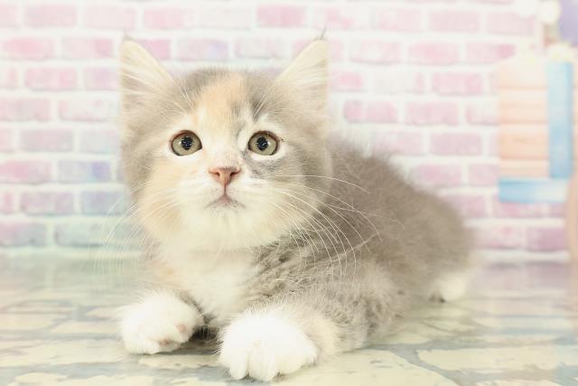 東京都のサイベリアン (Coo&RIKU大久保店/2026年1月8日生まれ/女の子/ブルーパッチドタビーホワイト)の子猫の2枚目の画像