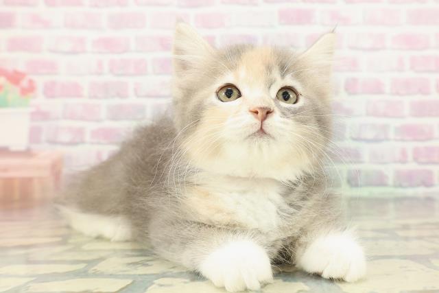 東京都のサイベリアン (Coo&RIKU大久保店/2026年1月8日生まれ/女の子/ブルーパッチドタビーホワイト)の子猫の3枚目の画像