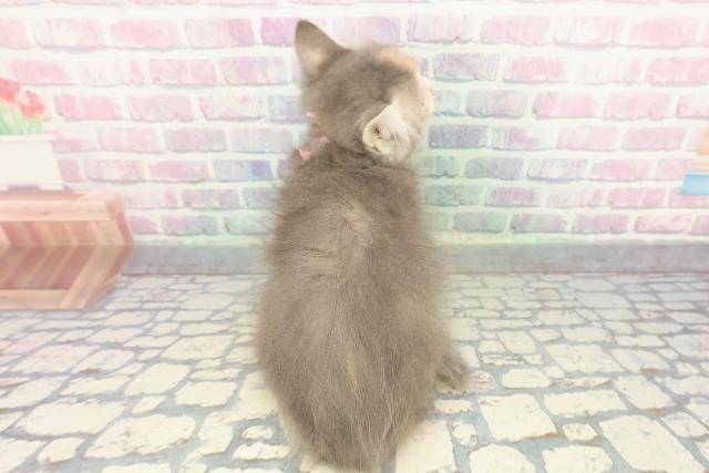 東京都のサイベリアン (Coo&RIKU大久保店/2026年1月8日生まれ/女の子/ブルーパッチドタビーホワイト)の子猫の4枚目の画像