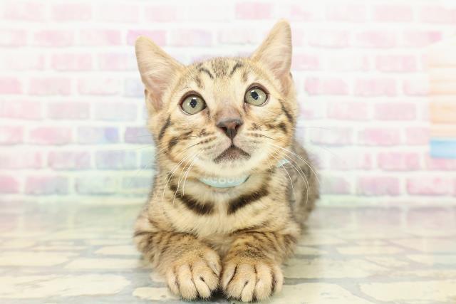 北海道のベンガル (Coo&RIKU帯広店/2025年12月29日生まれ/男の子/ブラウンスポットタビー)の子猫
