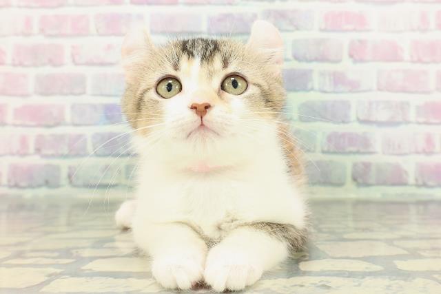 北海道のアメリカンカール (Coo&RIKU札幌東店/2025年12月20日生まれ/女の子/ブラウンパッチドタビーホワイト)の子猫の1枚目の画像