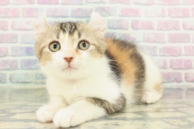 北海道のアメリカンカール (Coo&RIKU札幌東店/2025年12月20日生まれ/女の子/ブラウンパッチドタビーホワイト)の子猫の2枚目の画像