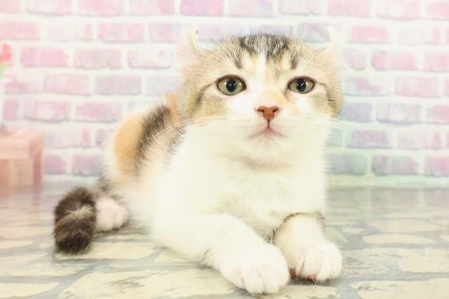 北海道のアメリカンカール (Coo&RIKU札幌東店/2025年12月20日生まれ/女の子/ブラウンパッチドタビーホワイト)の子猫の3枚目の画像